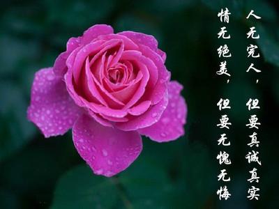 持有的鲜花_400字