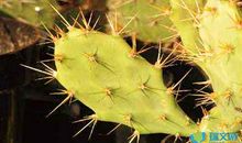 长颈鹿的狂想曲_400字