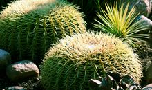 我家的植物_300字