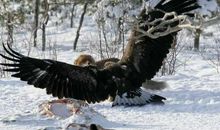 “海上猛禽”——金雕；我的心灵驿站；文物的悲剧 ；爱的诺言；生活因友谊而精彩；黑暗中的曙光—诺言； 智慧的对决——CS枪战 （冯梓轩）_3000字