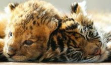 小狮子变好了_250字