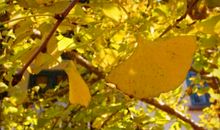 落叶的声音——祭奠那些年的疯狂_400字