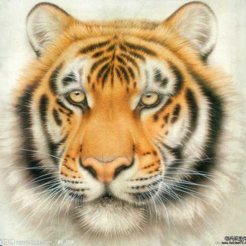 Tiger减肥_400字