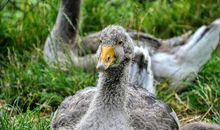 《草丛的村落》联想_300字