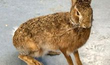 奇怪的一群人_500字