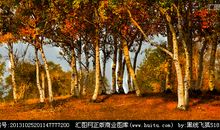 白桦树下的牵女_1500字