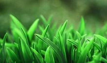 关于小草的作文：青草长在小路边_450字