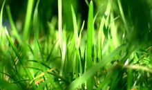 关于小草的作文：香草园之旅_900字