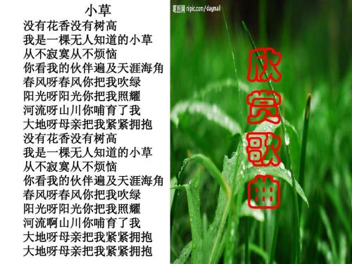 放牧成分：感觉小草（2）_550字
