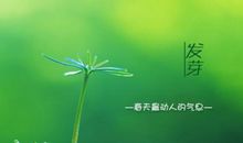 关于小草的作文：我是一棵小草_450字