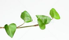 思念就像常春藤_450字