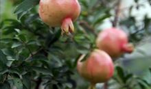 秋天的果园_450字