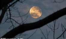 关于中秋节的作文：中秋夜寻月_900字