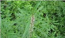 关于小草的作文：草坪家族和野草们_550字