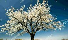 一棵开花的树_150字