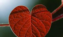 我是一匹狼_200字