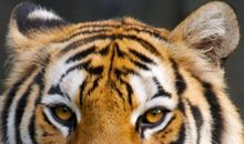 老虎不在的日子_500字