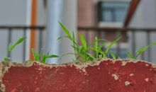 我心中的那一抹绿色_650字