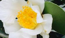 唯你，独自盛开_50字