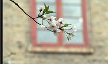 樱花下的平行线_200字