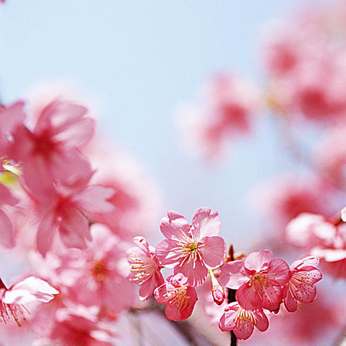 汽车逐渐打开，我没有在路上谈论，只是想着它，当我能看到美丽的花朵。