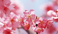 美丽的桃花_500字