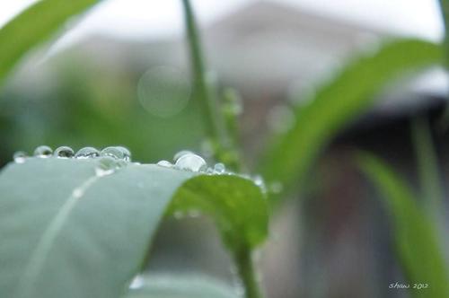 春雨_800字