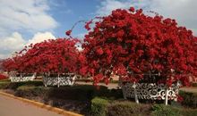 一路花开一路歌_900字