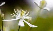 心底的桃花源_350字