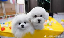 狗狗“幼儿园”_2000字