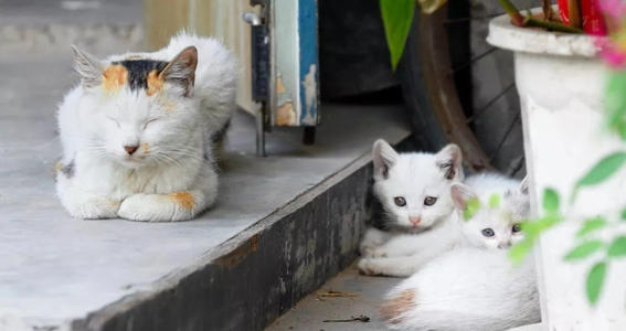 小猫小猫是如此可爱，我的妹妹妹妹也可以，不是吗？