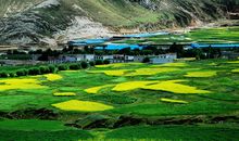 关于风景的作文：丰收的田野_550字