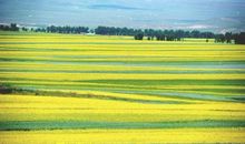 关于风景的作文：家乡的田野_650字