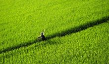 关于风景的作文：我爱秋天的田野_700字