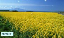 关于风景的作文：乡村的田野_550字