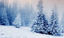 关于风景的作文：我的家乡黄鹤楼_650字