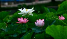 荷花的自述_200字