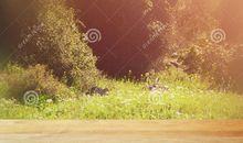 森林审判会_550字