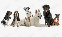 可爱的小狗_600字