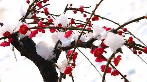 长梦，梦想感觉_100字