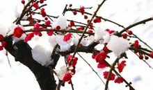 悠悠梦，一梦情思_100字