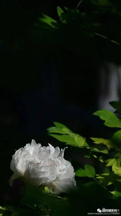 花，花，喝酒？_100字