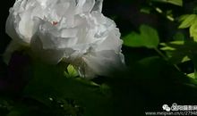 花开，花开，为谁醉？_100字