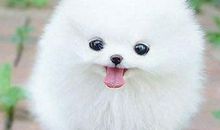 我最喜欢的小狗_1500字