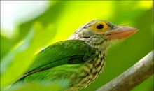 我熟悉的鸟——啄木鸟_400字