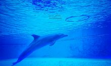 特别的海豚_550字