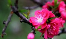 春天真的来了_100字