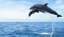 和海豚的亲密接触_700字