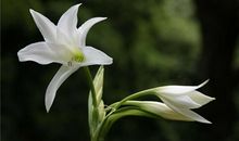 观察中的发现——百合花_300字