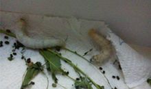 我最喜爱的小动物—蚕_400字